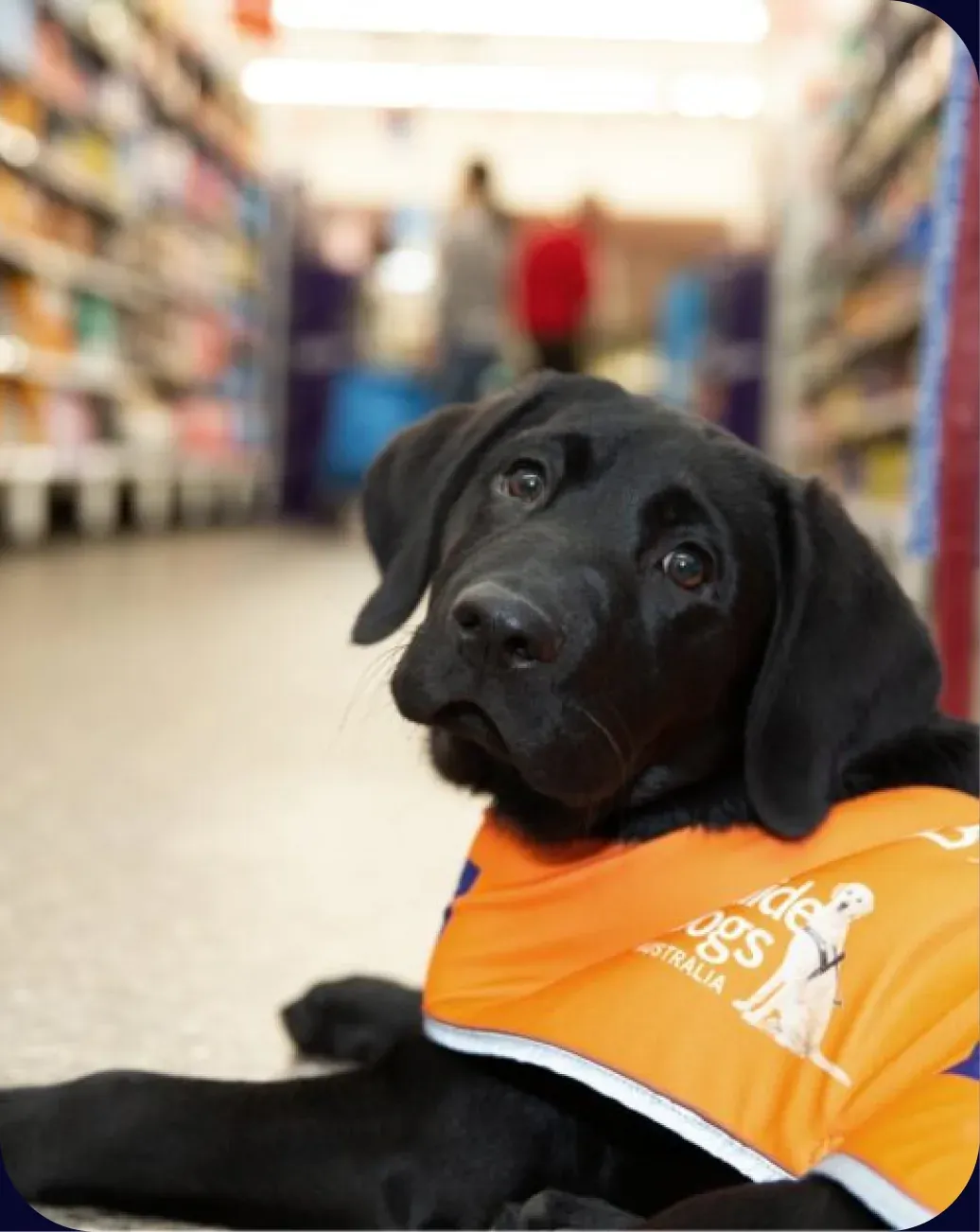 Guide Dogs brand photography