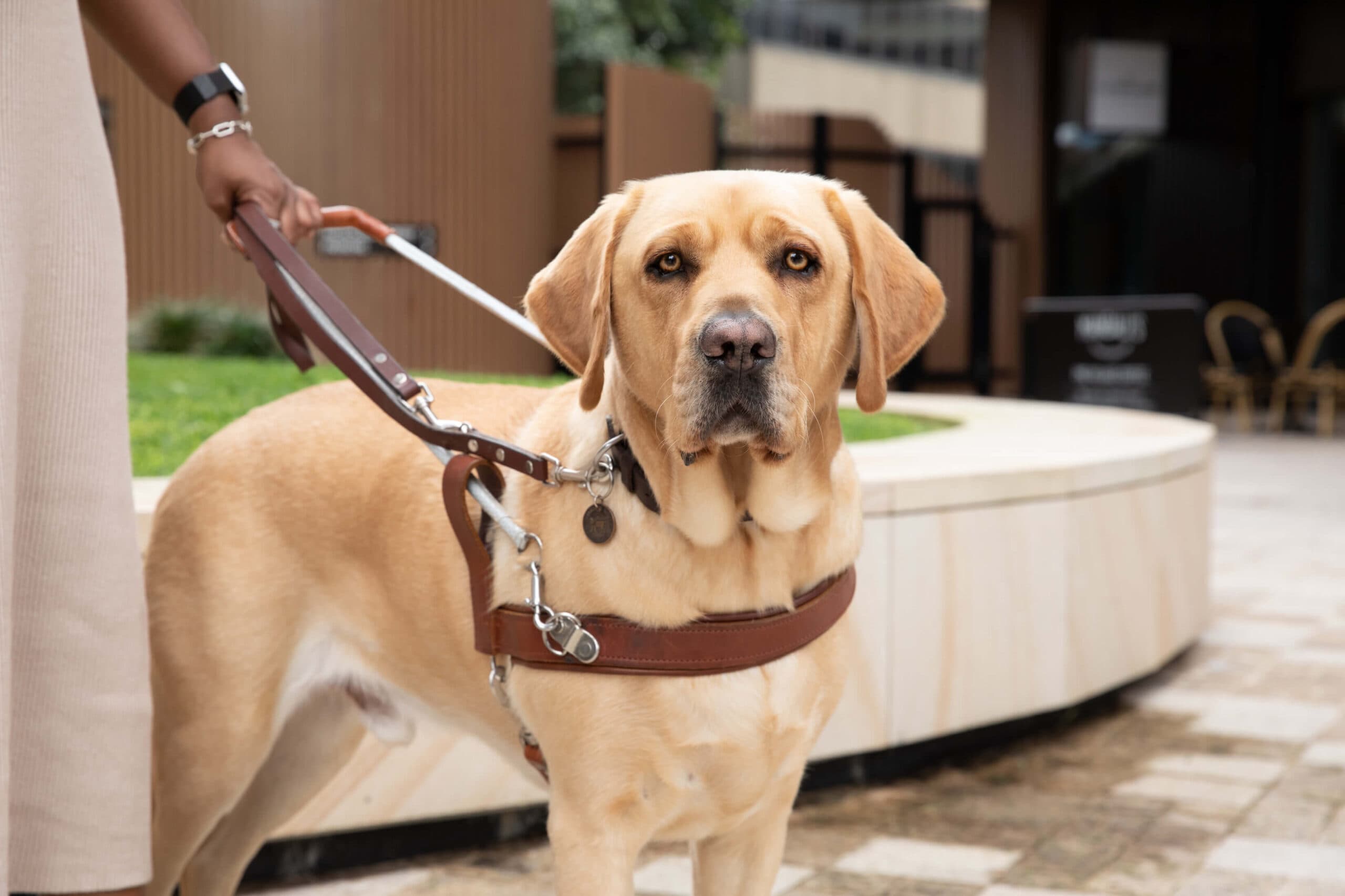 guide-dogs-bg