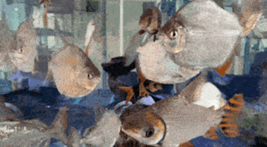 Fish Tank
